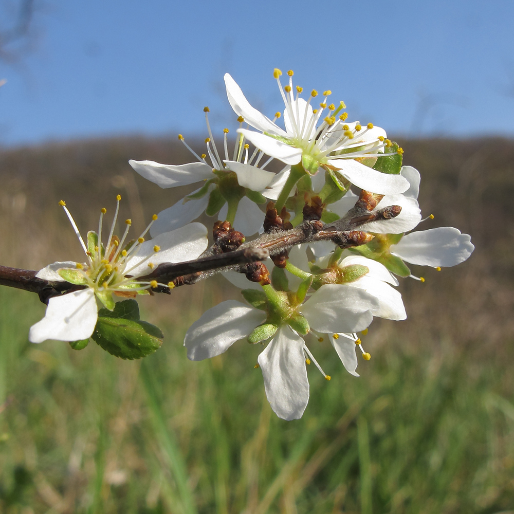 Image of Prunus stepposa specimen.