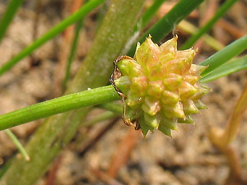 Изображение особи Baldellia ranunculoides.