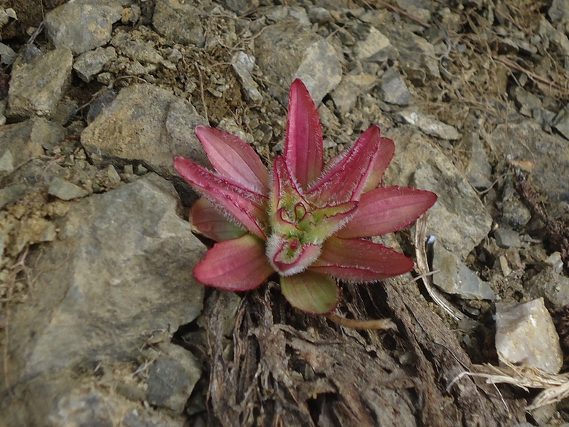 Image of Plantago camtschatica specimen.