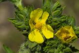 Potentilla recta ssp. pilosa