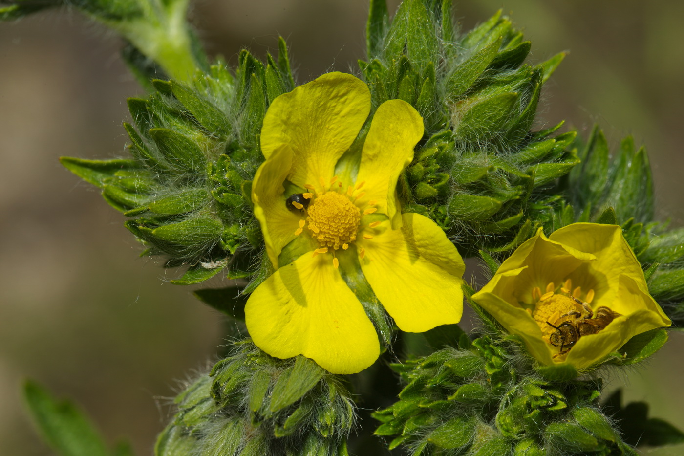 Изображение особи Potentilla recta ssp. pilosa.