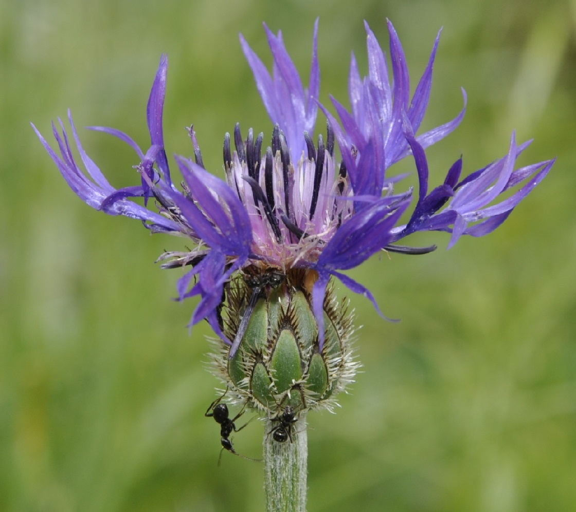 Изображение особи Centaurea triumfettii ssp. axillaris.