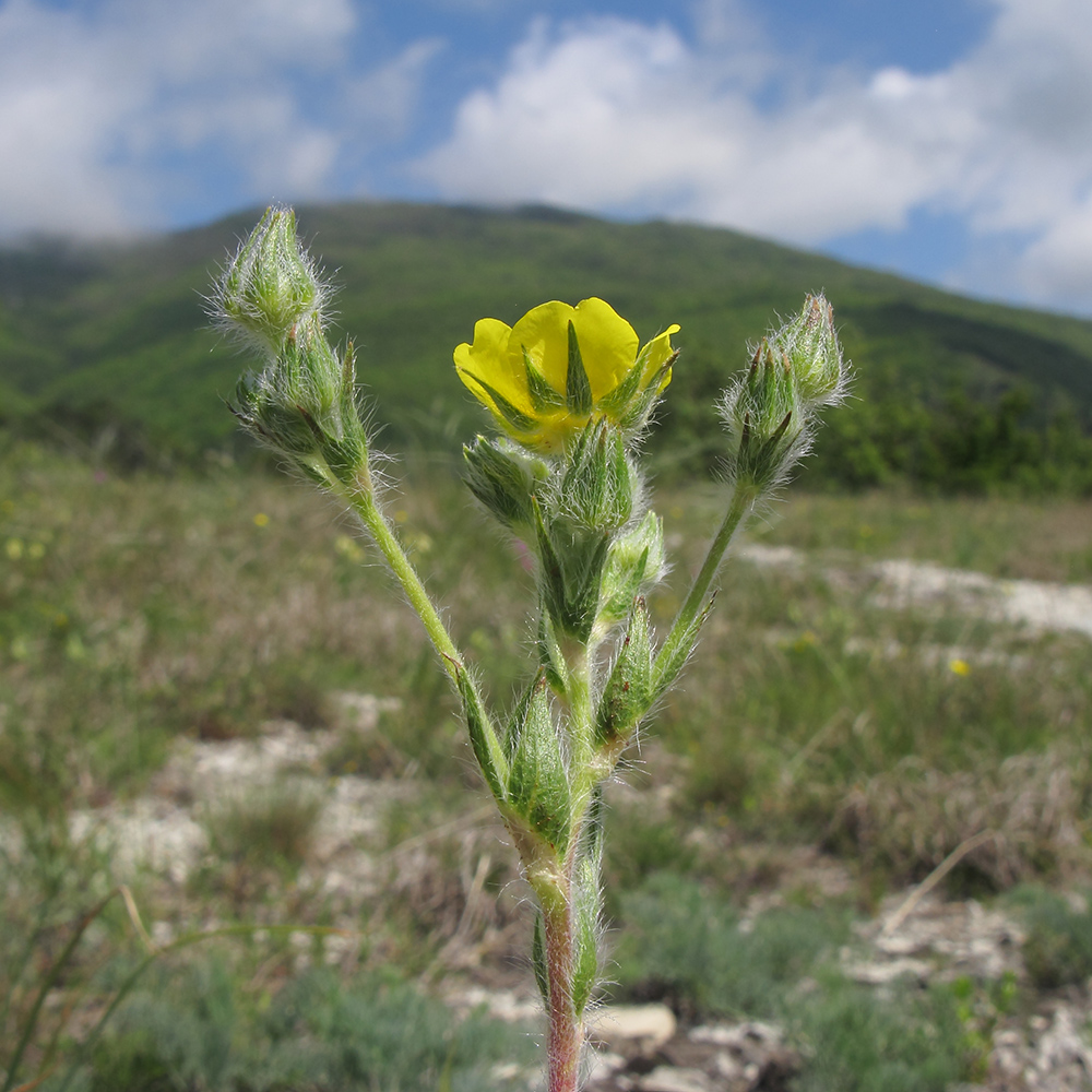 Image of Potentilla callieri specimen.