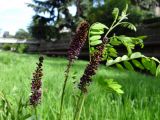 Amorpha fruticosa