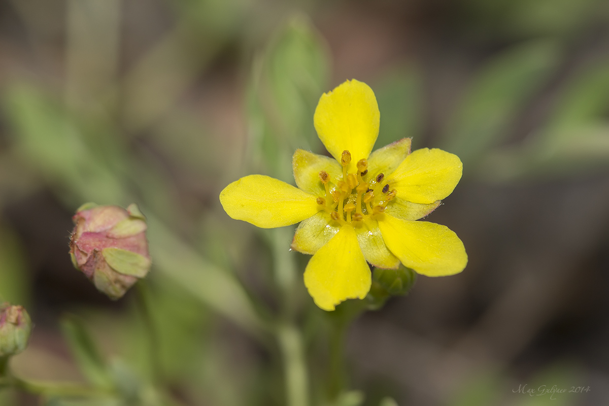 Изображение особи Potentilla bifurca.