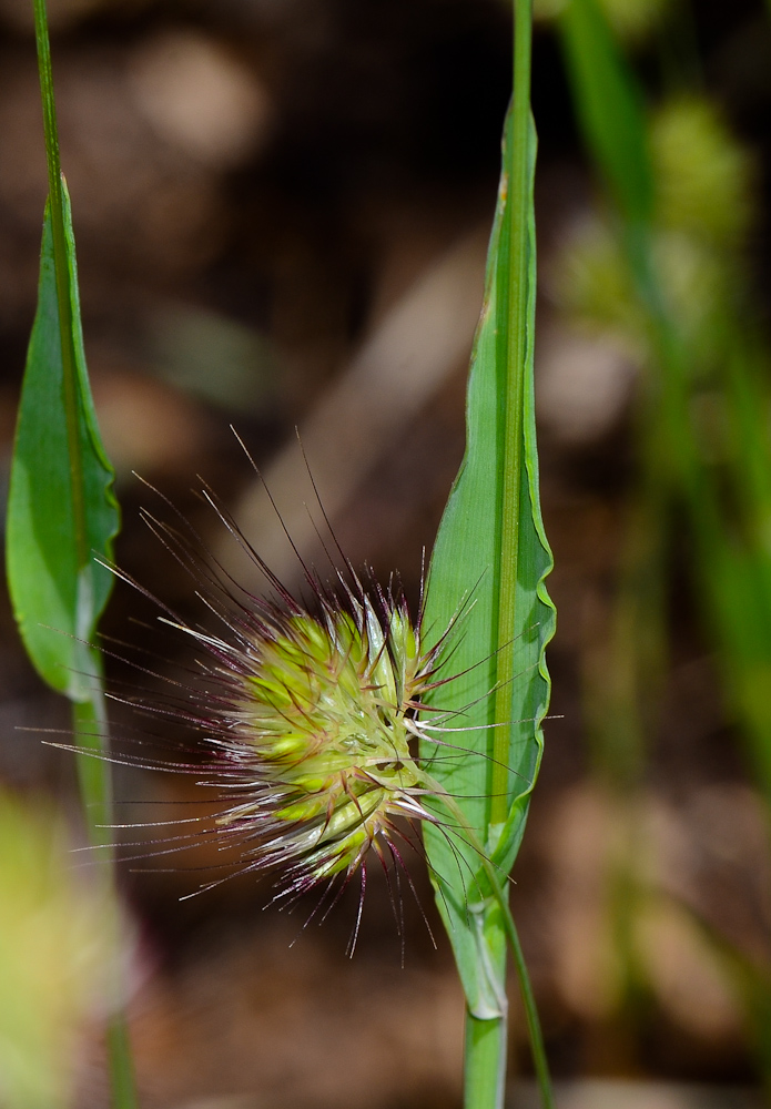 Изображение особи Cynosurus echinatus.