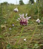 Allium sativum