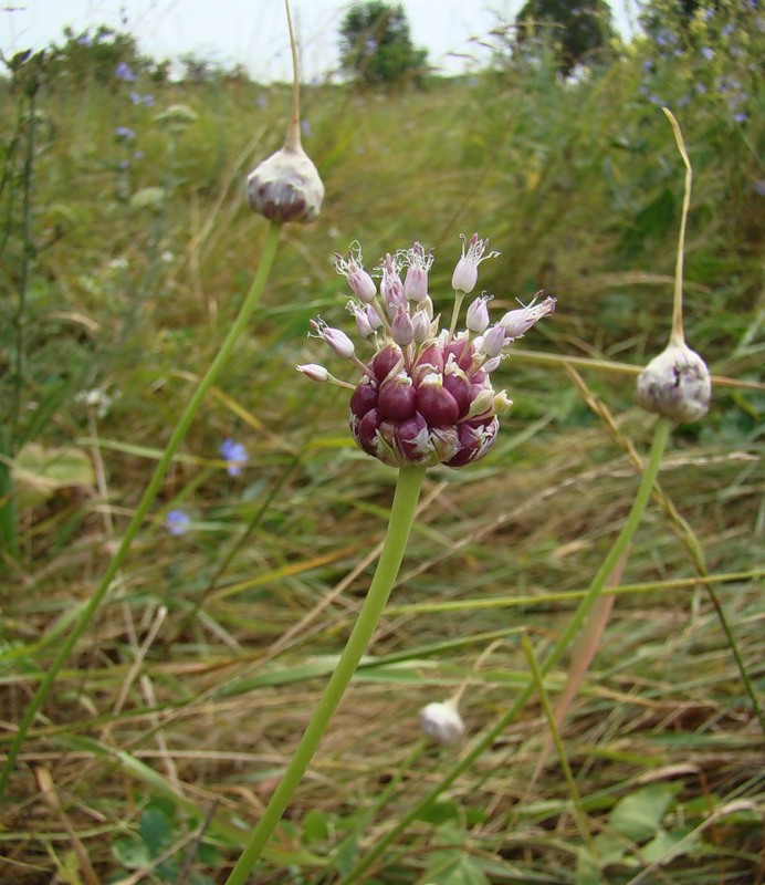 Изображение особи Allium sativum.