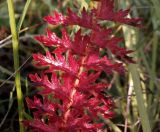 Filipendula vulgaris