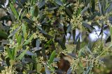 Olea europaea. Верхушки веток с бутонизирующими соцветиями. Греция, п-ов Пелопоннес, окр. г. Катаколо. 12.04.2014.