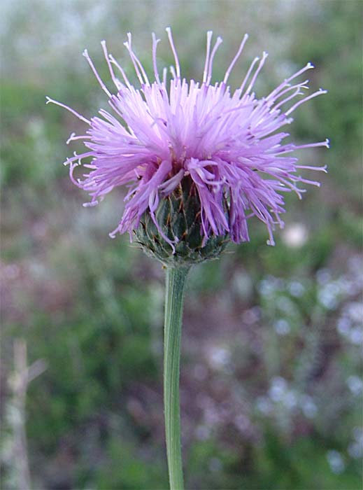 Image of Klasea haussknechtii specimen.