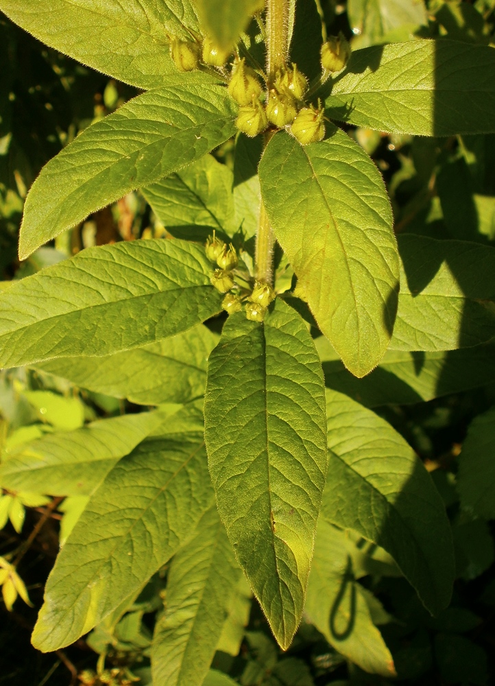 Изображение особи Lysimachia verticillaris.