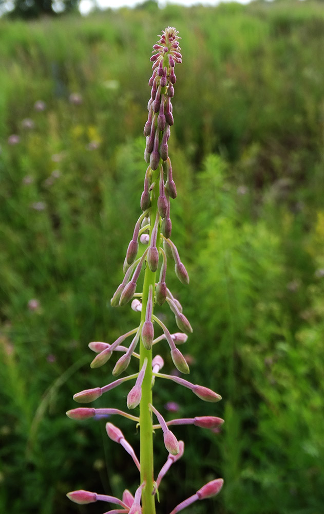 Изображение особи Chamaenerion angustifolium.