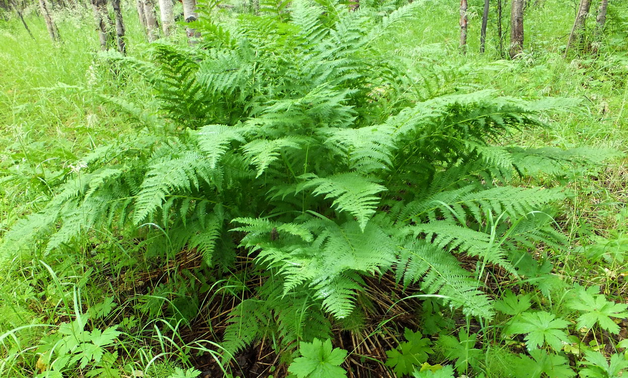 Изображение особи Athyrium filix-femina.