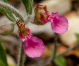 Teucrium divaricatum. Цветки. Израиль, Верхняя Галилея, гора Мерон, 10.05.2014.