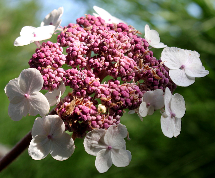 Image of Hydrangea strigosa specimen.