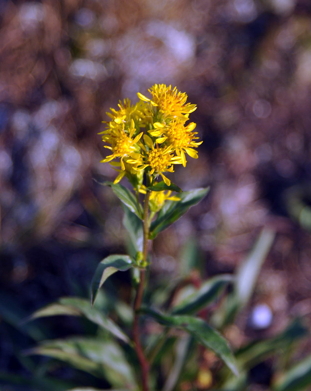 Изображение особи Solidago virgaurea ssp. lapponica.