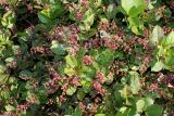 Gaultheria shallon