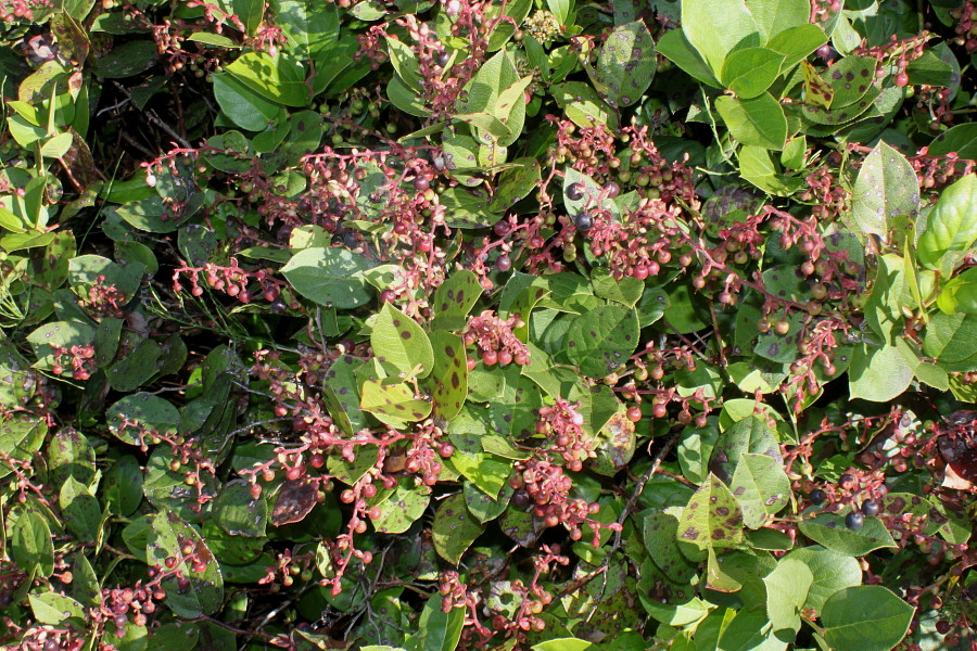 Image of Gaultheria shallon specimen.