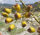 Rosa biebersteiniana