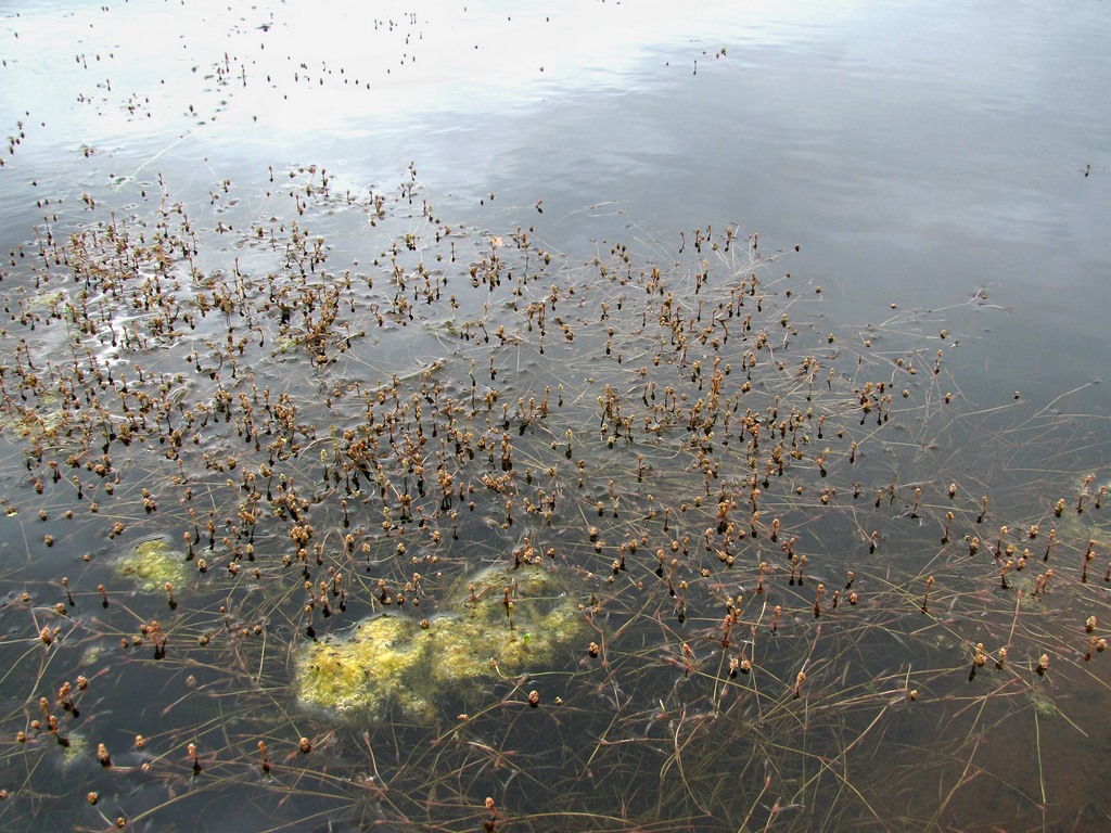 Image of Potamogeton berchtoldii specimen.