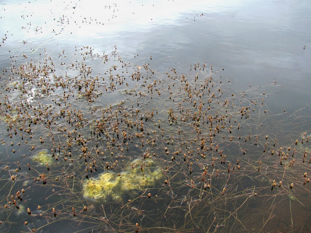 Изображение особи Potamogeton berchtoldii.