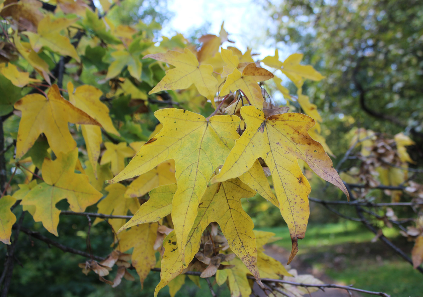 Image of Acer miyabei specimen.