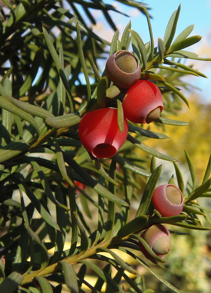 Изображение особи Taxus baccata.