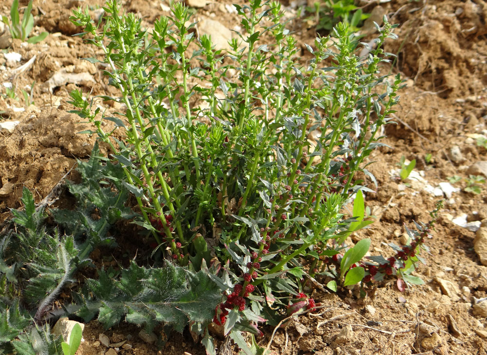 Image of Blitum virgatum specimen.