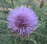 Cynara scolymus. Соцветие. Крым, Симферополь, ботсад университета. 11 июля 2009 г.