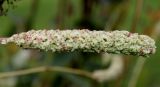 Sanguisorba canadensis. Соплодие с невызревшими плодами. Германия, г. Крефельд, Ботанический сад. 06.09.2014.