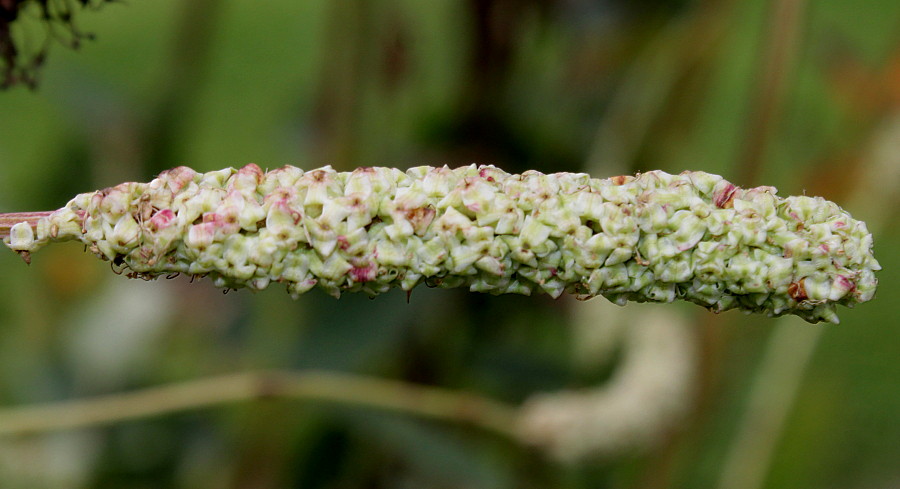 Изображение особи Sanguisorba canadensis.