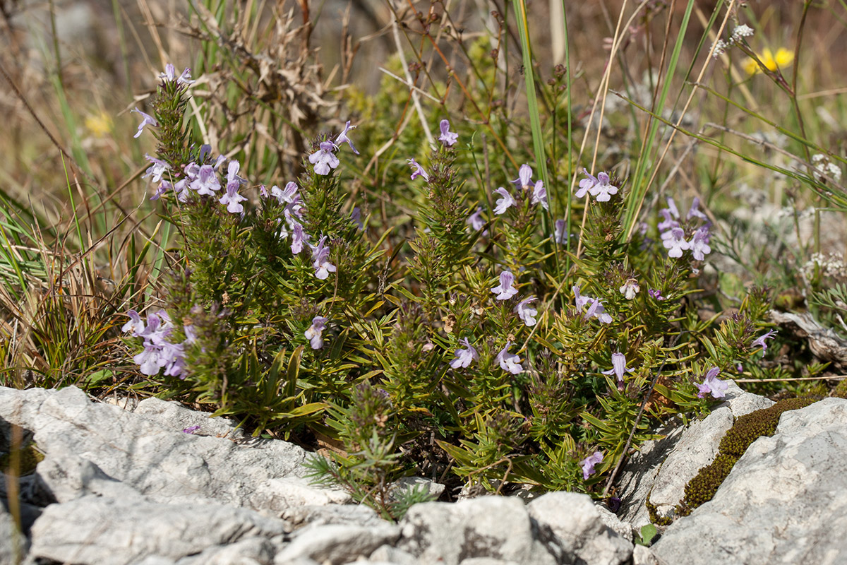 Image of Satureja montana specimen.