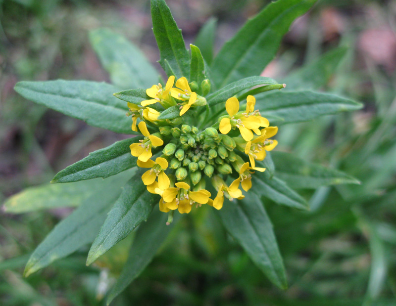 Изображение особи Erysimum cheiranthoides.