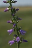 Campanula bononiensis