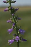 Campanula bononiensis. Часть соцветия. Белгородская обл., окр. пос. Борисовка, Острасьев Яр, степь. 30.06.2009.