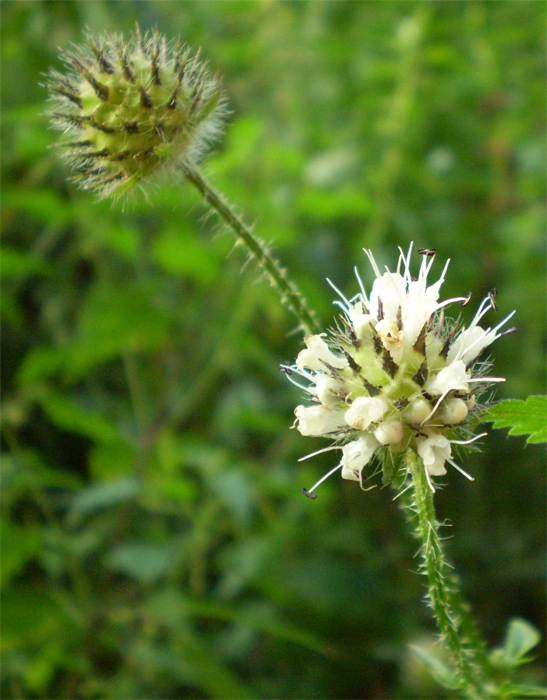 Изображение особи Dipsacus pilosus.