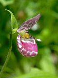 Cypripedium guttatum