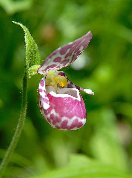 Изображение особи Cypripedium guttatum.