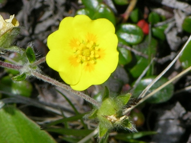 Изображение особи Potentilla vulcanicola.