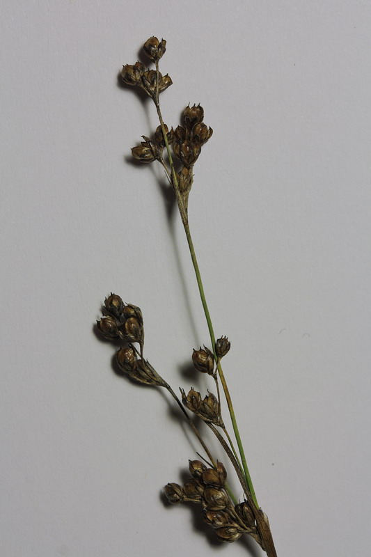 Image of Juncus compressus specimen.