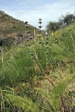 Phlomoides brachystegia