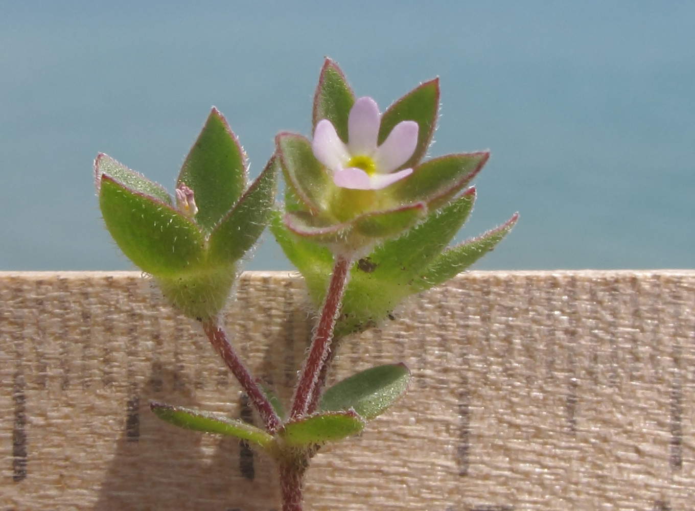 Image of Androsace maxima specimen.