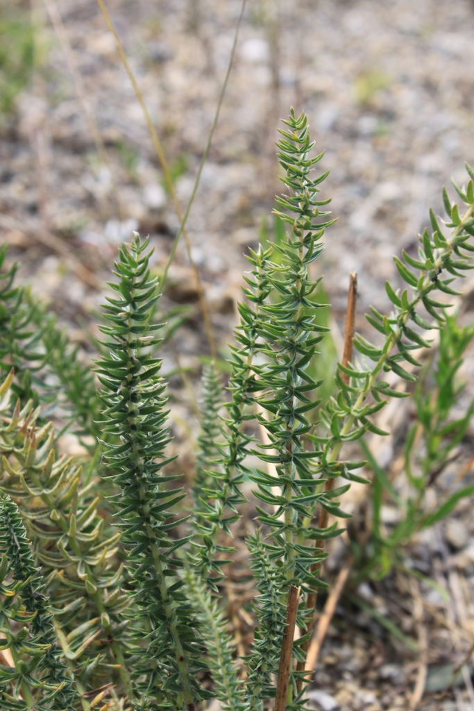 Image of Oxytropis myriophylla specimen.