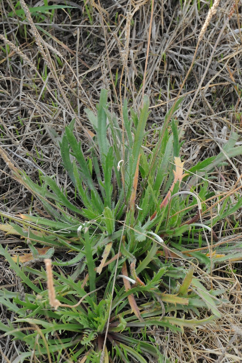 Изображение особи Plantago coronopus.