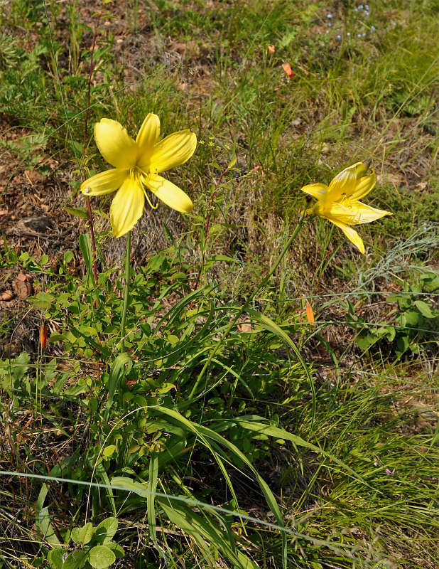 Image of Hemerocallis minor specimen.