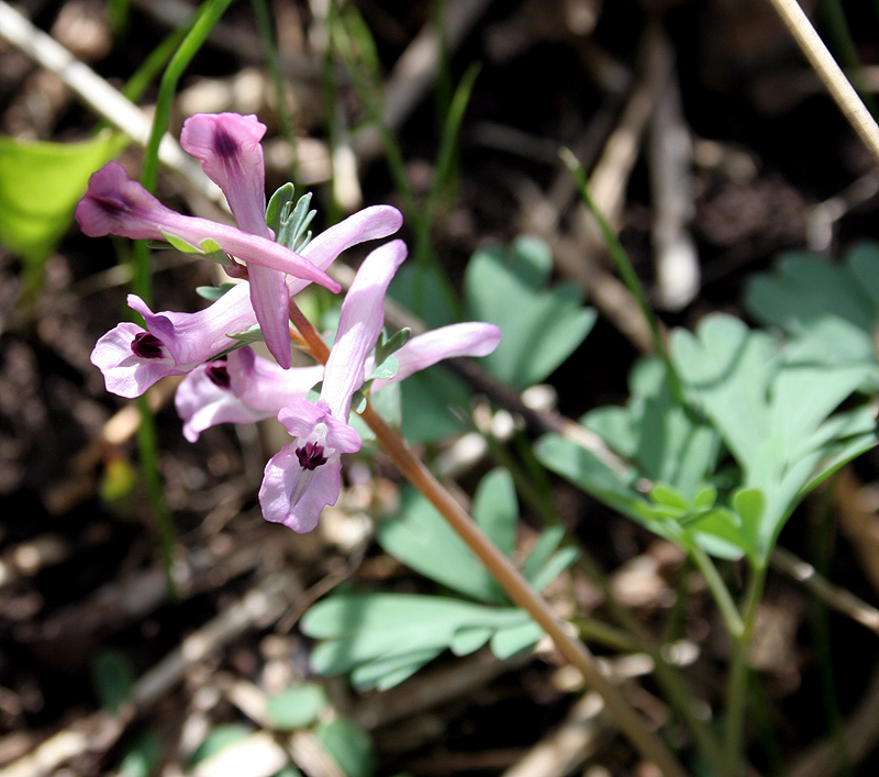 Image of Corydalis paczoskii specimen.