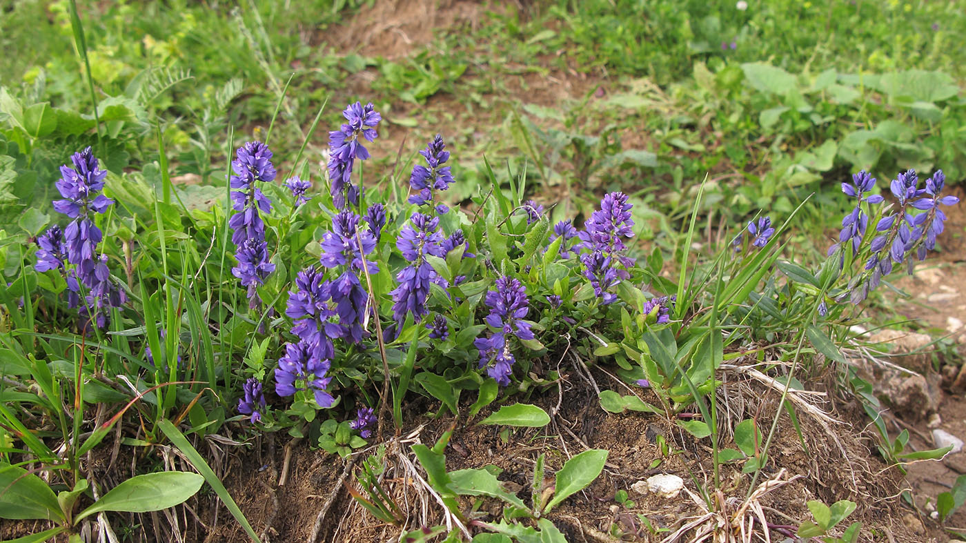 Изображение особи Polygala alpicola.