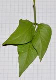 Vigna luteola