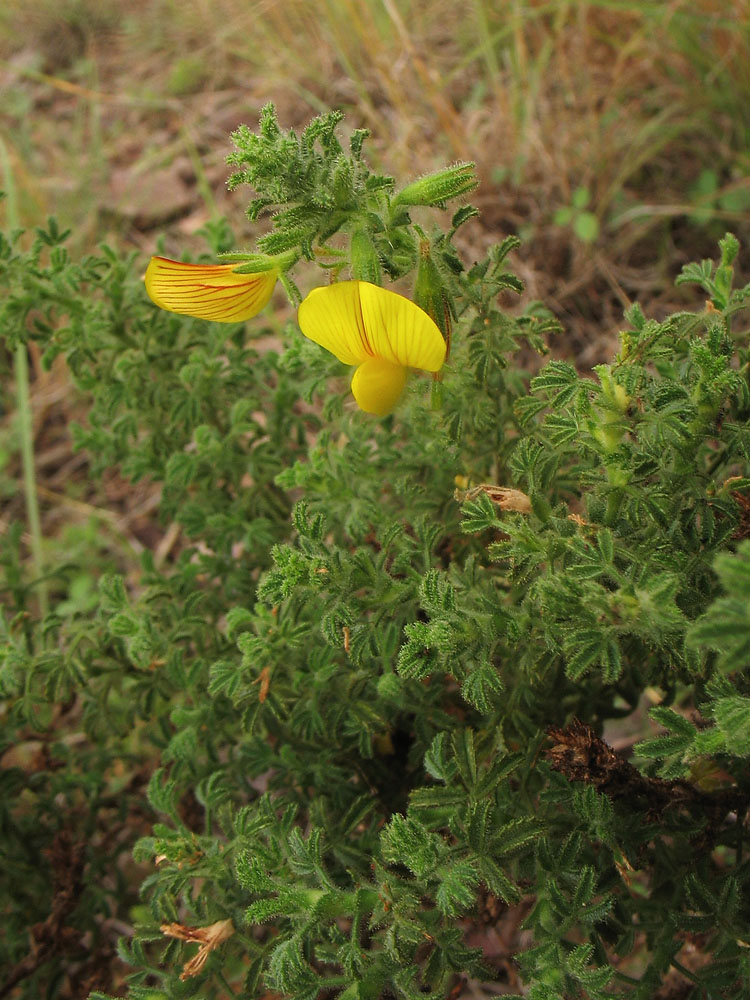 Изображение особи Ononis natrix ssp. ramosissima.